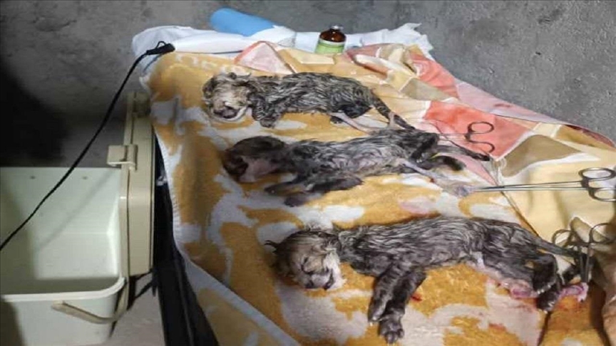 Asiatic Cheetah cubs born in Iran